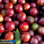 Manfaat Buah Rukem