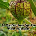 Manfaat Buah Ciplukan