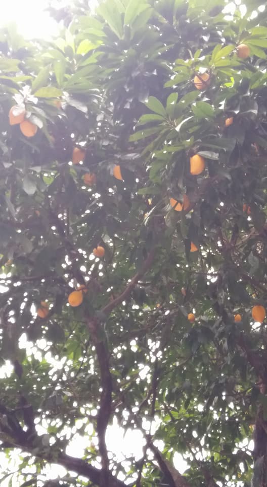 Pohon Buah Jigong