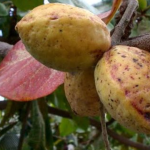 Biji Buah Ketapang