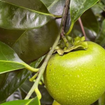 Buah Black Sapote