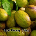 Buah Bacang atau Limus