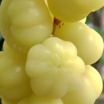 Buah Cermai