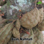Buah Namnam