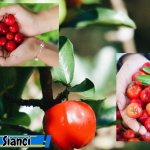 Buah Sianci