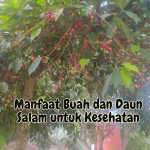 Manfaat Buah dan Daun Salam untuk Kesehatan