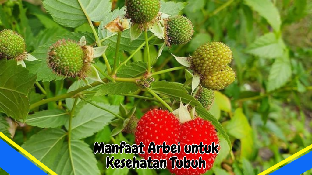Manfaat Arbei untuk Kesehatan