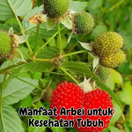 Manfaat Arbei untuk Kesehatan