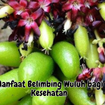 Manfaat Belimbing Wuluh Bagi Kesehatan