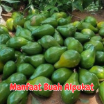 Manfaat Buah Alpukat