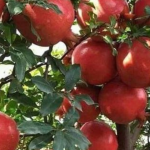Manfaat Buah Delima Merah