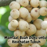 Manfaat Buah Duku untuk Kesehatan Tubuh