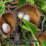 Manfaat Buah Kebiul