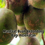Manfaat Buah Kedondong Bagi Kesehatan