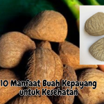 Manfaat Buah Kepayang untuk Kesehatan