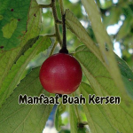 Manfaat Buah Kersen