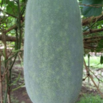 Manfaat Buah Kundur Untuk Kesehatan