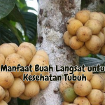 Manfaat Buah Langsat untuk Kesehatan Tubuh