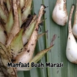 Manfaat Buah Marasi 