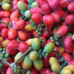 Manfaat Buah Melinjo