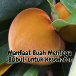 Manfaat Buah Mentega untuk Kesehatan