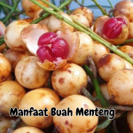 Manfaat Buah Menteng