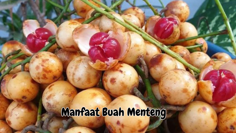 Manfaat Buah Menteng