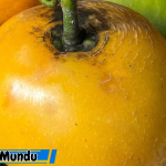 Manfaat Buah