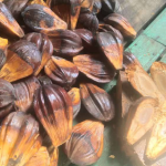 Manfaat Buah Nipah