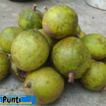 Manfaat Buah Punti Untuk Kesehatan