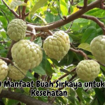 manfaat buah sirkaya untuk kesehatan