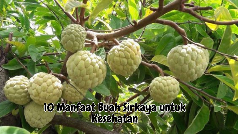 manfaat buah sirkaya untuk kesehatan