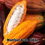 Manfaat Buah kakao
