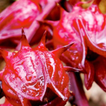 Manfaat Bunga Rosella Untuk Kesehatan
