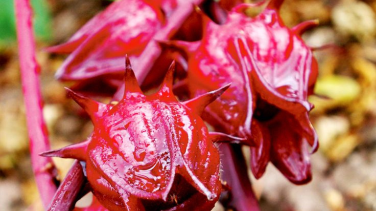Manfaat Bunga Rosella Untuk Kesehatan