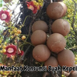Manfaat Konsumsi Buah Kepel