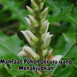 Manfaat Pohon Jeruju yang Menakjubkan