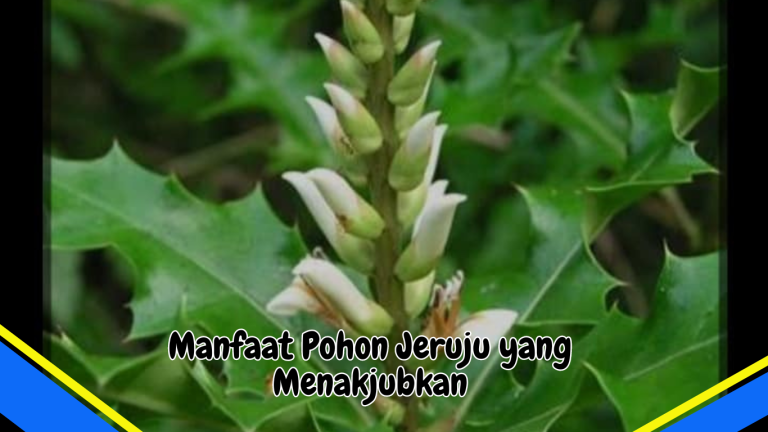 Manfaat Pohon Jeruju yang Menakjubkan