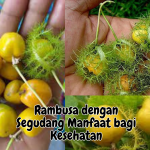 Manfaat Rambusa Untuk Kesehatan