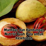 Manfaat dan Kandungan Nutrisi Buah Pala untuk Kesehatan