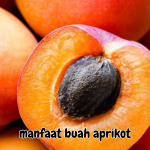 manfaat buah aprikot