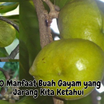 Manfaat Buah Gayam
