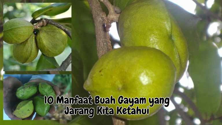 Manfaat Buah Gayam