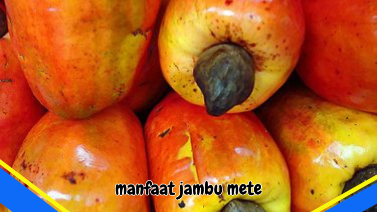 manfaat jambu mete