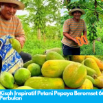 Kisah Inspiratif Petani Pepaya