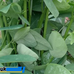 Manfaat Daun Katuk