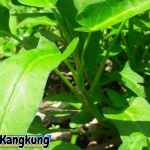 Tanaman Kangkung