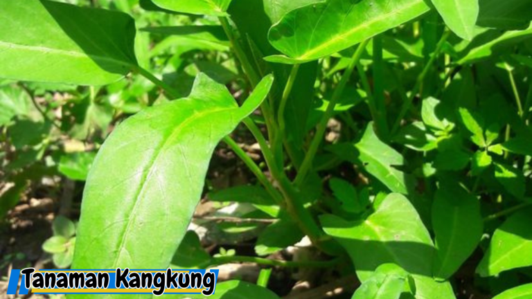 Tanaman Kangkung