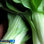 Manfaat Makan Sayur Pakcoy