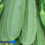 Manfaat Oyong Untuk Kesehatan